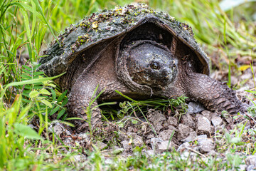 Close-up of a snapping turtle partially covered in algae, walking through grass and rocks in a natural environment.
