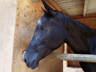 Side head portrait of calm jet black majorcan breed horse breeding female mare at zoo stable in...