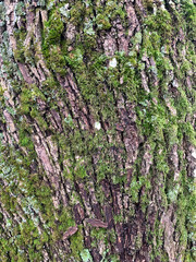 the bark of an old tree covered with green moss