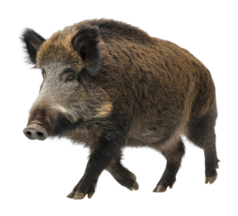 Wild boar running in natural habitat wildlife forest environment side cut out png