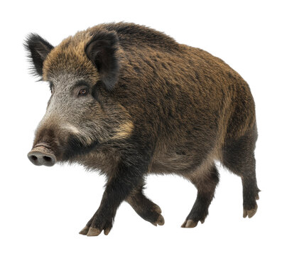 Fototapeta Wild boar running in natural habitat wildlife forest environment side cut out png