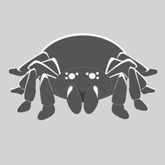 Vector Illustration of a Tarantula Spider – Front View Flat Design