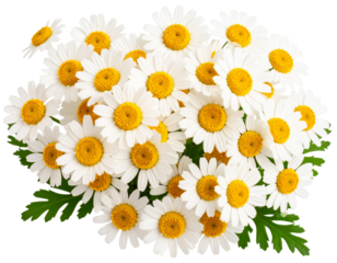  Fresh Chamomile Flower Bouquet, isolated on a transparent background.