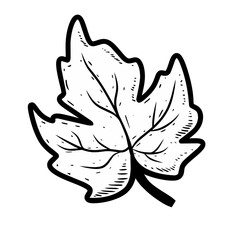 illustration grape leaves