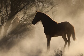 Wild Horse in Morning Light and Dust 