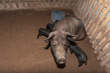 Kurobuta sows or black pigs are nursing several piglets in a wooden pen with fur dirty from the dirt in the pen to be sold because they are pigs with fat in the muscles.