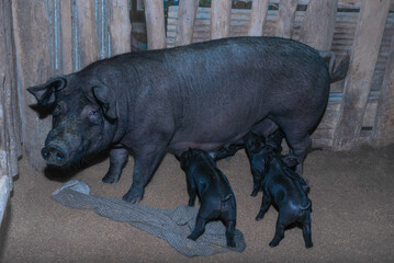 Kurobuta sows or black pigs are nursing several piglets in a wooden pen with fur dirty from the dirt in the pen to be sold because they are pigs with fat in the muscles.