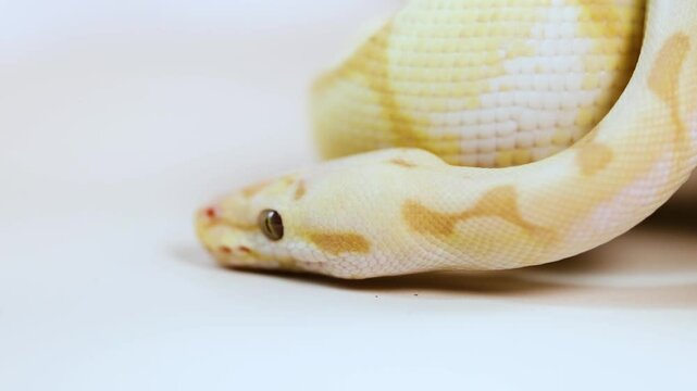 Close-up of a Corn Snake (Pantherophis guttatus) in Gentle Motion