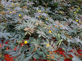 Neptunia plena comprises a large family of flowering plants, featuring distinctive compound leaves...