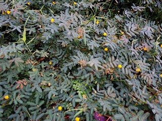 Neptunia plena comprises a large family of flowering plants, featuring distinctive compound leaves...