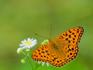 ヒメジョオンの花蜜を吸うヒョウモンチョウ