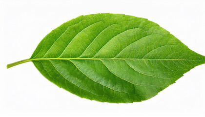 Fototapeta premium fresh green leaves isolated on a transparent background