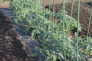 Wood plant support in the outdoor garden. Garden trellis for vegetables. Garden equipment for plantation. Support for tomato plants. 