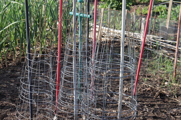 Fototapeta premium Metal plant support in the outdoor garden. Garden trellis for vegetables. Garden equipment for plantation.