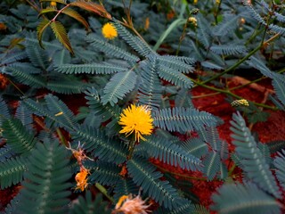 Neptunia plena comprises a large family of flowering plants, featuring distinctive compound leaves...