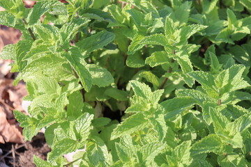 Green sprouts of a vegetable in a garden in summer. Urban and summer gardening and food....