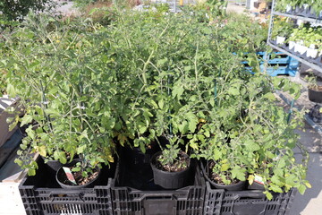 Tomato plants in an outdoor market and urban gardening in summer. Food and culture.