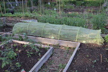 Safety net for gardening. Plant shelter in a garden. Vegetable and gardening. Protection against...