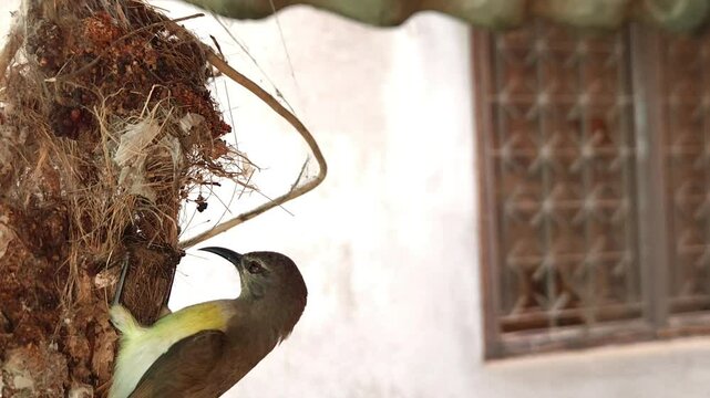 A female Indian sunbird (spiderhunter) busy weaving and building a pendulum-shaped hanging nest, set against a beautiful view of nature.
