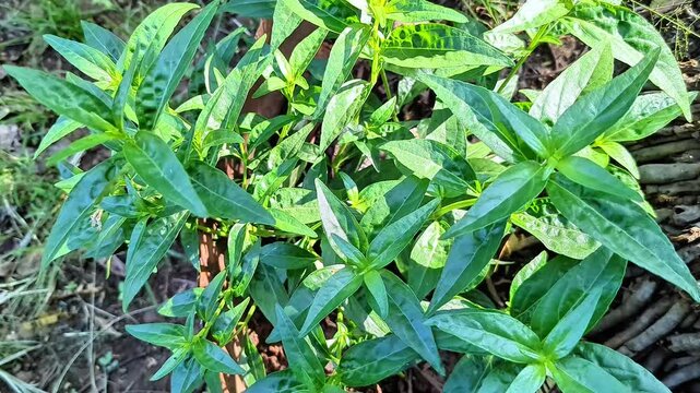 green andrographis paniculata plant, king of bitters herbal medicine, sambiloto leaves for traditional remedy


