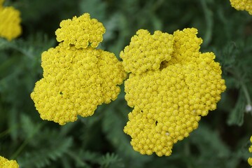 Vibrant yellow flowers of Achillea filipendulina 'Cloth of Gold' with a dense array of tiny blossoms. © Khairil