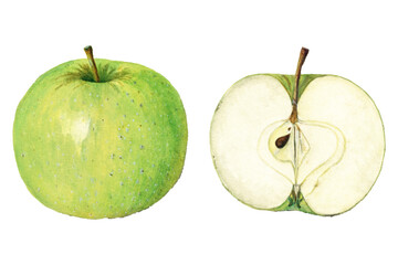 Vintage green apples transparent png. Digitally enhanced illustration from U.S. Department of Agriculture Pomological Watercolor Collection.