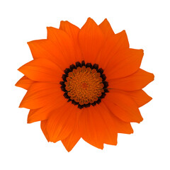 オレンジ色の勲章菊の花