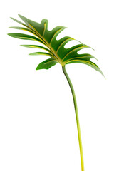 Fresh green Philodendron Xanadu leaf transparent png