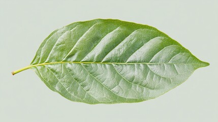A vibrant green leaf, smooth texture, oblong shape,  distinct veins