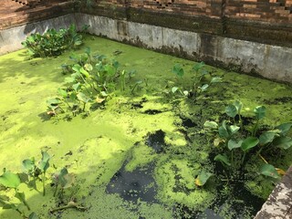 A neglected pond with murky water, overgrown with green algae and dense clusters of water hyacinths covering the surface, showing signs of poor maintenance and natural overgrowth.
