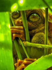 Close up shot of unique and cute looking Tarsier with large eyes. Bohol rainforest Tarsier sanctuary in Philippines of one of the smallest primates