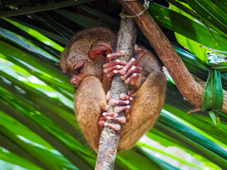 Close up shot of unique and cute looking Tarsier with large eyes. Bohol rainforest Tarsier sanctuary in Philippines of one of the smallest primates