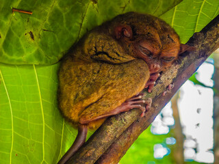 Close up shot of unique and cute looking Tarsier with large eyes. Bohol rainforest Tarsier sanctuary in Philippines of one of the smallest primates