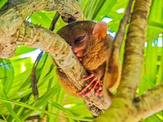 Close up shot of unique and cute looking Tarsier with large eyes. Bohol rainforest Tarsier sanctuary in Philippines of one of the smallest primates