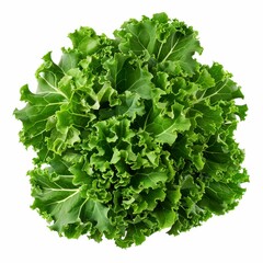 Obraz premium Fresh Green Leafy Lettuce Head with Crisp Leaves on White Background for Healthy Cooking and Nutrition Content in Stock Photography