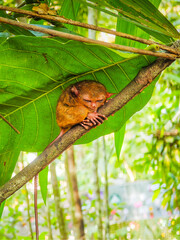 Close up shot of unique and cute looking Tarsier with large eyes. Bohol rainforest Tarsier sanctuary in Philippines of one of the smallest primates