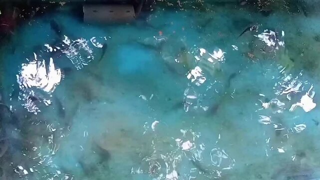 Feeding catfish in a small pond, in the morning