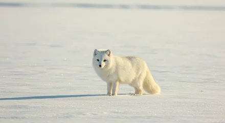 A lone arctic fox stands in a vast, snowy landscape