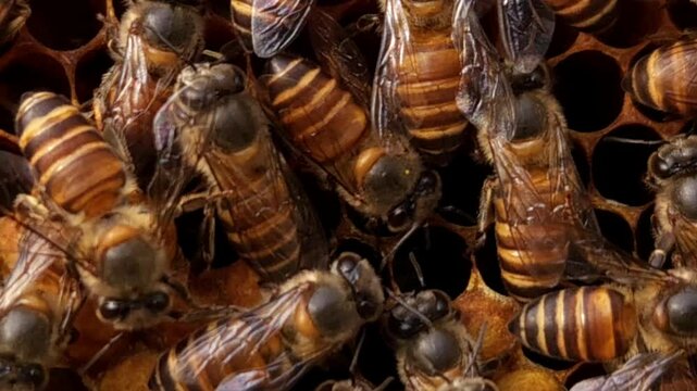 Indian honey bee, known scientifically as Apis cerana indica, plays a vital role in pollination and honey production, as thousands of bees work within the beehive under the guidance of their queen bee