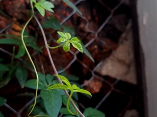 Ipomoea cairica is a vining, herbaceous, perennial plant with palmate leaves and large, showy white to lavender flowers. A species of morning glory, it has many common names