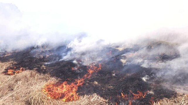 Stubble Burning in India( Parali burning), also known as stubble or straw burning, is the practice of setting fire to crop residue left after harvesting, primarily in agricultural regions of India.
