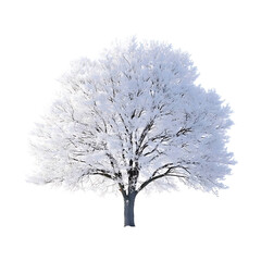 Obraz premium Single tree that cover with snow high quality realistic image