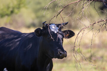 Vaca negra