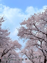 Naklejka premium cherry blossom in spring
