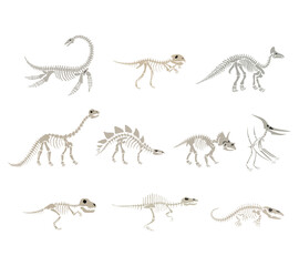 A detailed set of prehistoric dinosaur skeleton illustrations featuring various species. Ideal for educational materials, museum displays, science visuals, and paleontology themed designs.