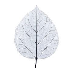 Obraz premium Skeleton leaf high quality realistic image