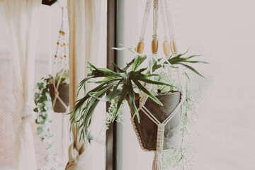 吊り下げタイプの観葉植物
