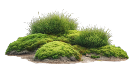 Cluster of lush, varied greenery on a light brown base