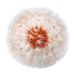 Close-up of a dandelion seed head (1)
