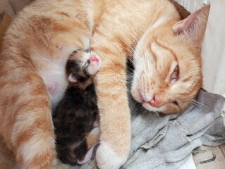 Cats are born funny, kittens are sleeping with their mother